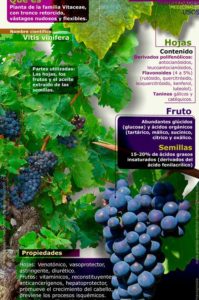 propiedades de la uva