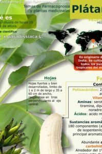 infografía sobre el platano