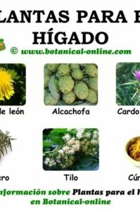 plantas para el higado