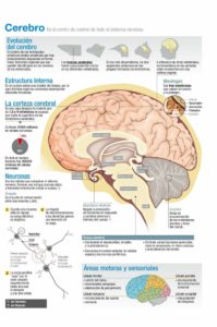 el cerebro humano