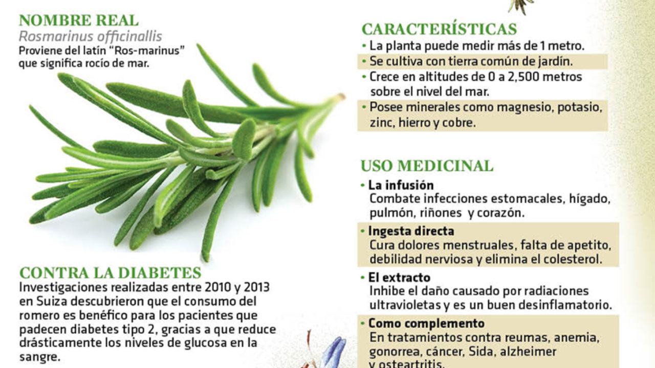 Los Beneficios Del Romero Para La Salud Infografias Y Remedios