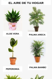 plantas que purifican