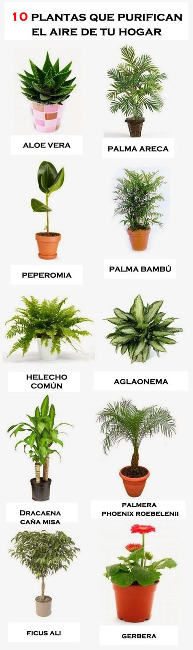 plantas que purifican