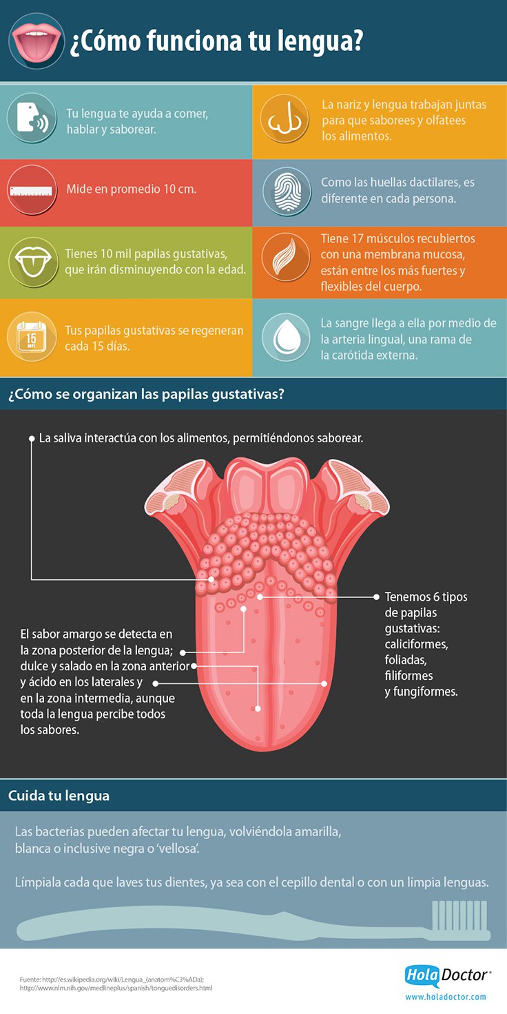 como funciona tu lengua