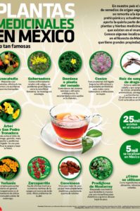 plantas medicinales poco conocidas de Mexico