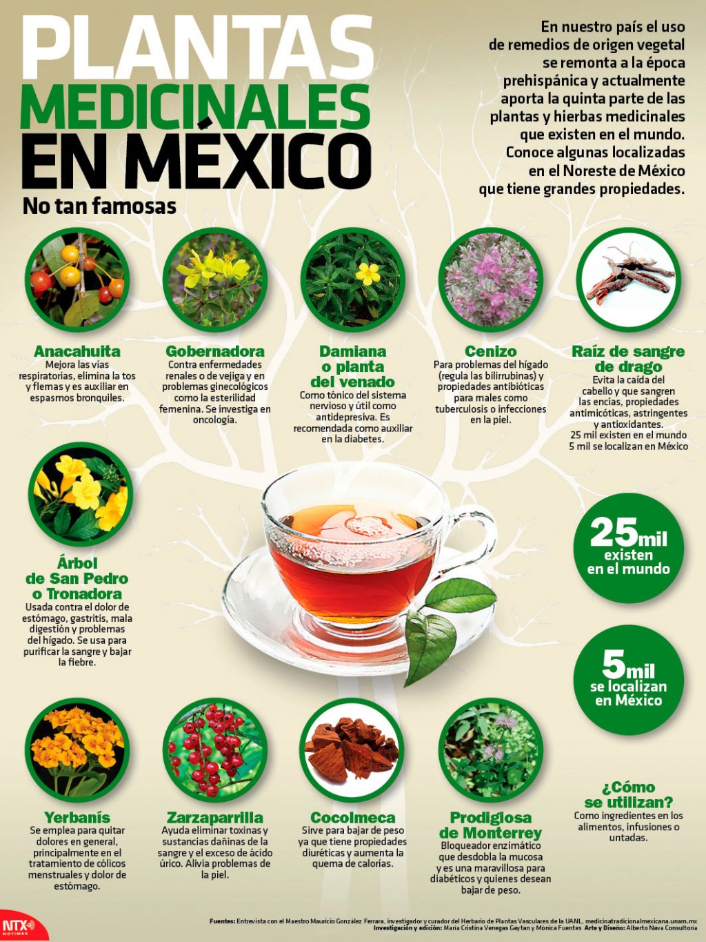 plantas medicinales poco conocidas de Mexico