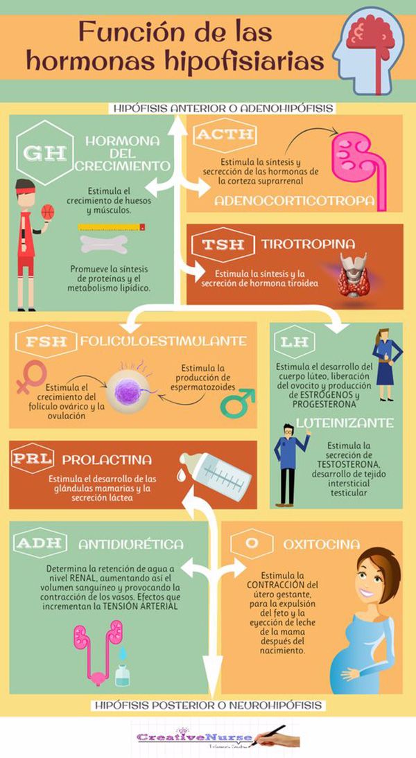 la hipófisis y las hormonas hipofisiarias