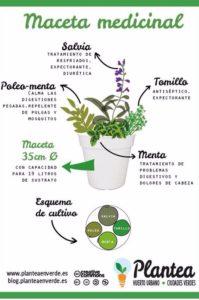 maceta de plantas medicinales