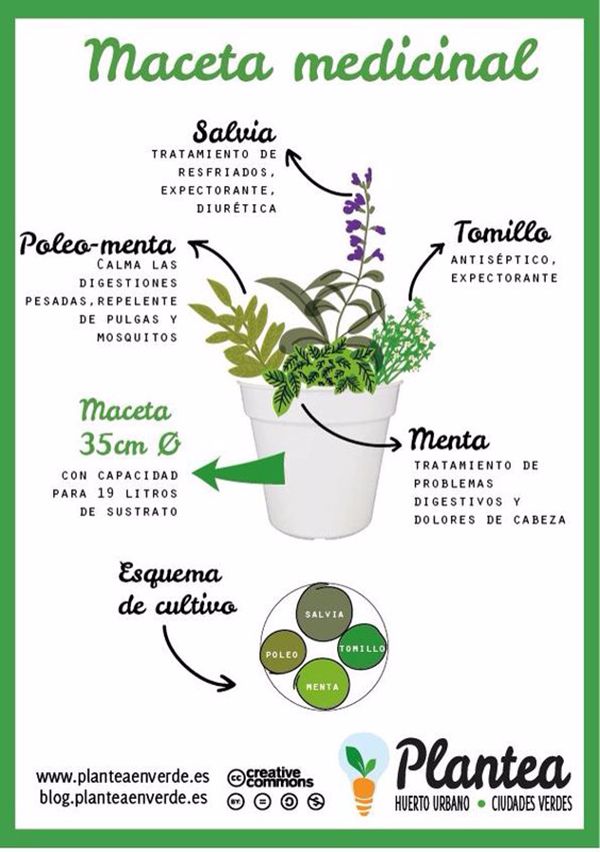 Plantas Medicinales Infografias Y Remedios