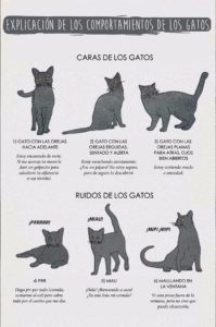 el lenguaje de los gatos en infografía