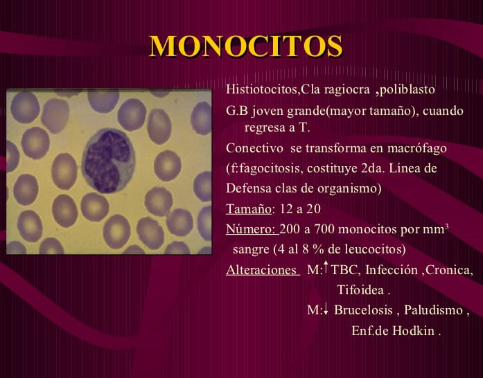 niveles de monocitos altos y bajos en sangre