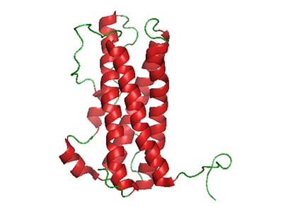 prolactina