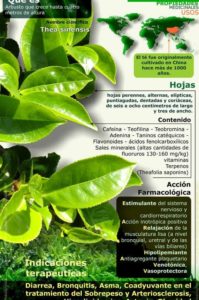 infografía sobre el té