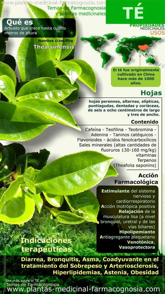 infografía sobre el té