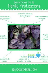 infografía de la perilla o shiso