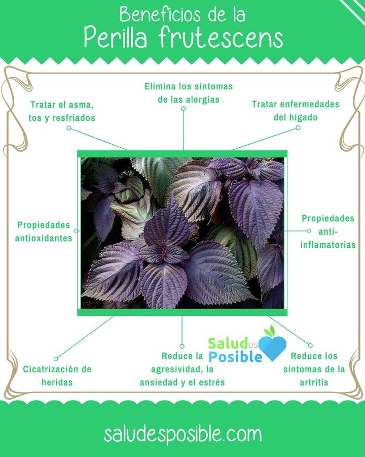 infografía de la perilla o shiso