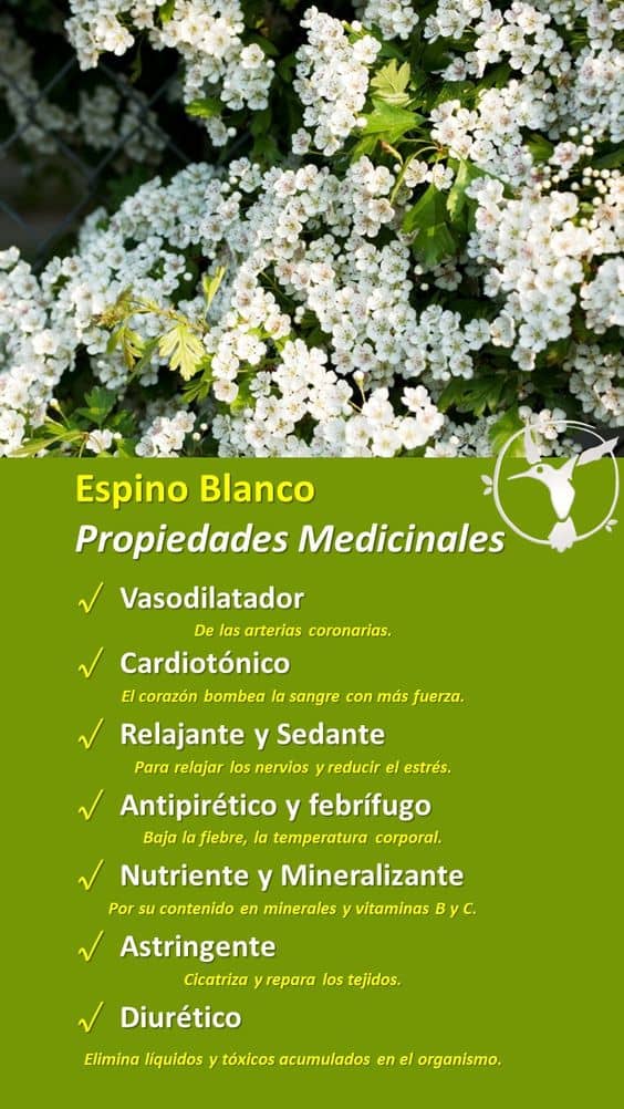 propiedades del espino blanco