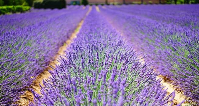 flores de lavanda