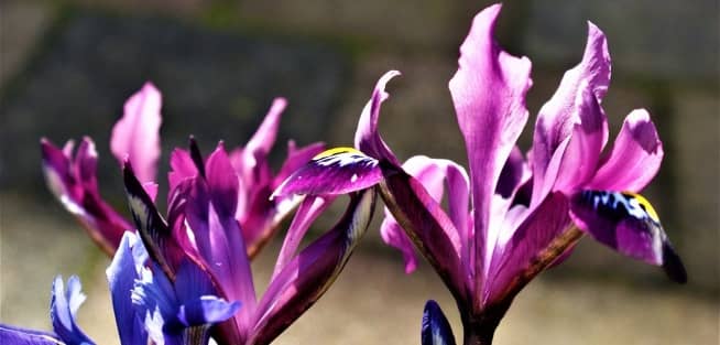 flores iris