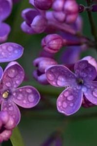 flores lilas y moradas