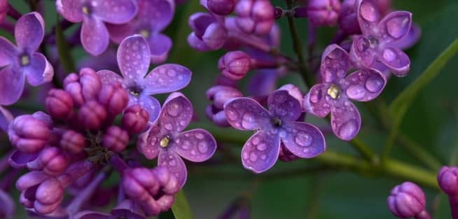 flores lilas y moradas